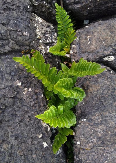 Asplenium amboinense, photographed by Peter de Lange
