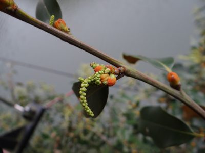 Castanopsis fargesii, photographed by 呂一起(Lyu yi-chi)