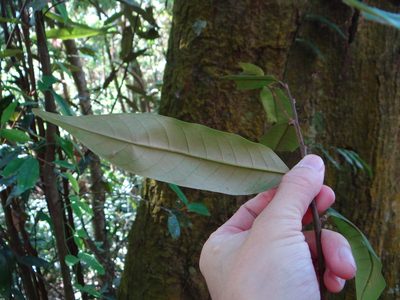 Castanopsis fargesii, photographed by 呂一起(Lyu yi-chi)