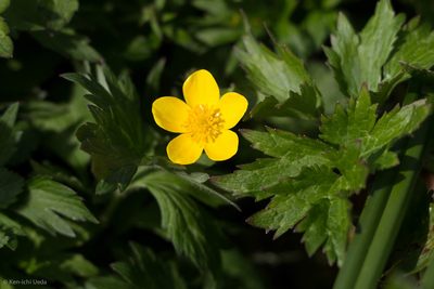 Ranunculus orthorhynchus, photographed by Ken-ichi Ueda