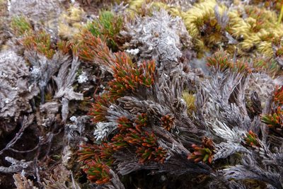 Dracophyllum politum, photographed by John Barkla