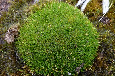 Centrolepis ciliata, photographed by John Barkla