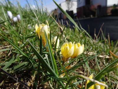 Crocus chrysanthus, photographed by Robert H. Wardell