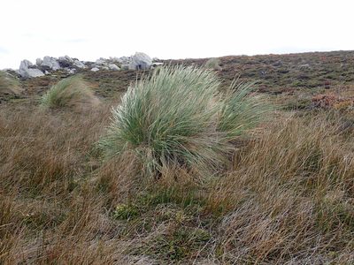 Poa flabellata, photographed by John Brew