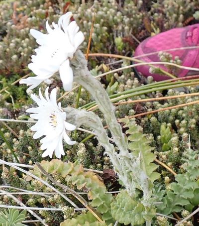 Leucheria suaveolens, photographed by John Brew