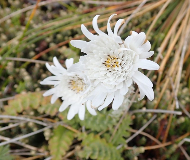 Leucheria suaveolens, photographed by John Brew