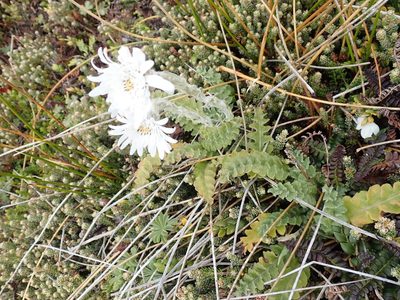 Leucheria suaveolens, photographed by John Brew