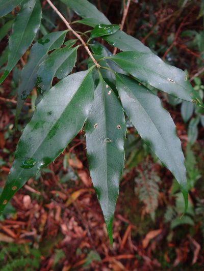 Osmanthus lanceolatus, photographed by 呂一起(Lyu yi-chi)