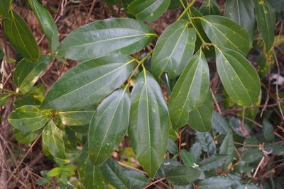 Cinnamomum chekiangense, photographed by harum.koh