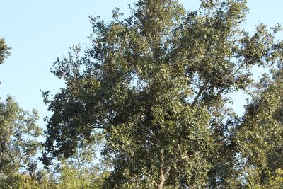 Quercus oleoides, photographed by Tereso Hernández Morales