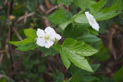 Rubus trifidus, photographed by harum.koh