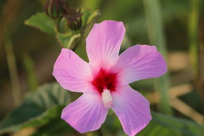 Sabdariffa costata, photographed by Tereso Hernández Morales