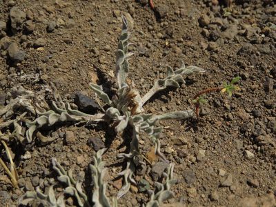 Leucheria candidissima, photographed by Nicolás Lavandero