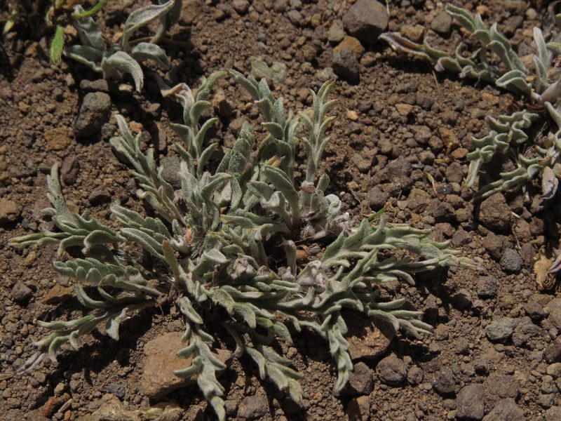 Leucheria candidissima, photographed by Nicolás Lavandero