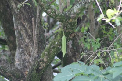 Parmentiera aculeata, photographed by Tereso Hernández Morales
