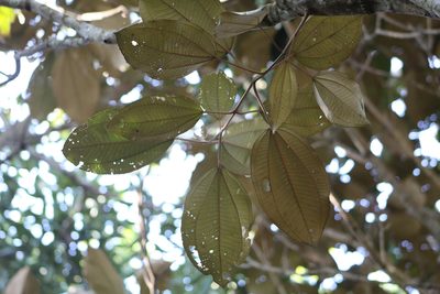 Miconia argentea, photographed by Tereso Hernández Morales