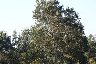 Quercus oleoides, photographed by Tereso Hernández Morales