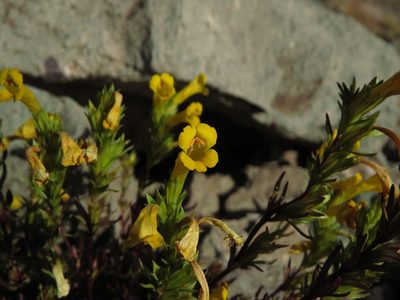 Euphrasia andicola, photographed by Nicolás Lavandero