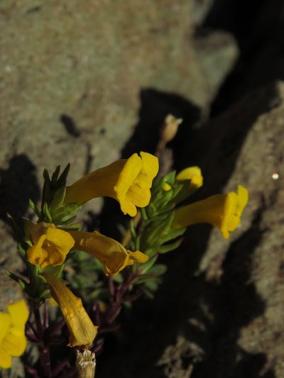 Euphrasia andicola, photographed by Nicolás Lavandero