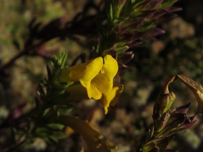 Euphrasia andicola, photographed by Nicolás Lavandero
