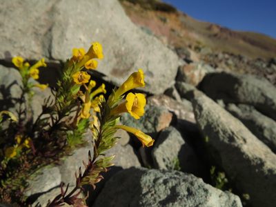Euphrasia andicola, photographed by Nicolás Lavandero