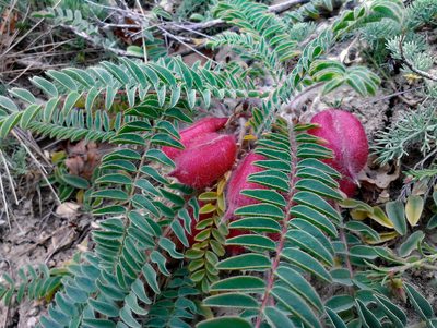 Astragalus utriger, photographed by Vitaliy Rudenko