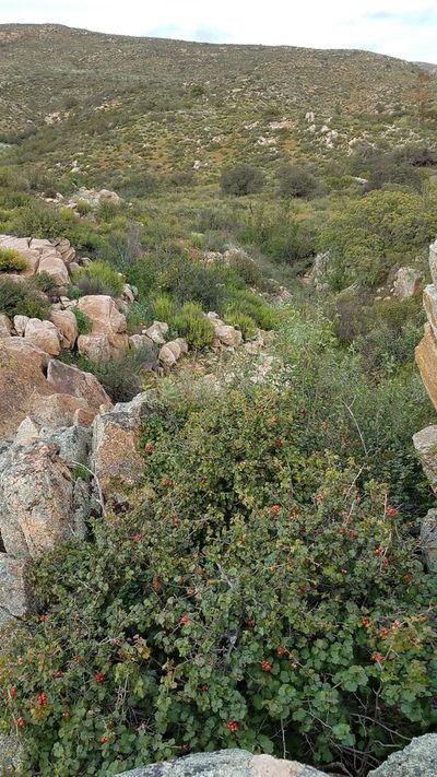 Ribes tortuosum, photographed by Alan Rockefeller