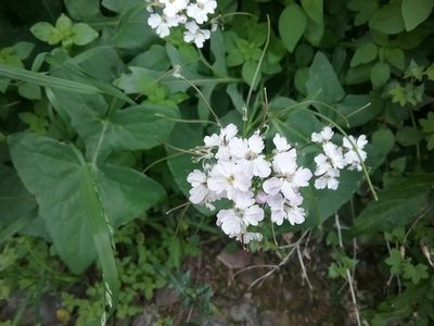 Dryopetalon runcinatum, photographed by Katie Halter