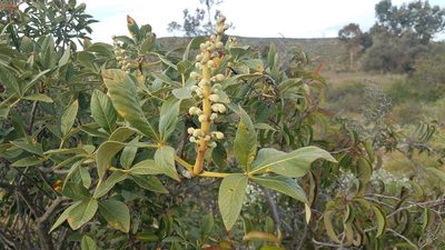 Aesculus parryi, photographed by Alan Rockefeller