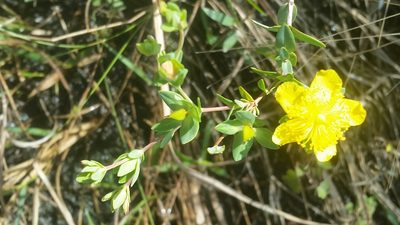 Hypericum myrtifolium, photographed by Jay Horn
