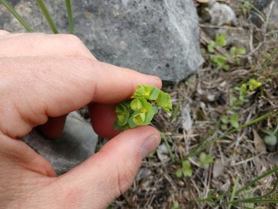 Euphorbia longicruris, photographed by Cleveland Powell