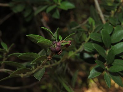 Gaultheria phillyreifolia, photographed by Nicolás Lavandero