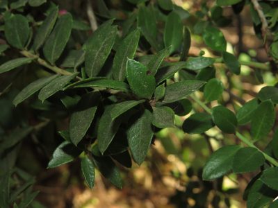 Gaultheria phillyreifolia, photographed by Nicolás Lavandero