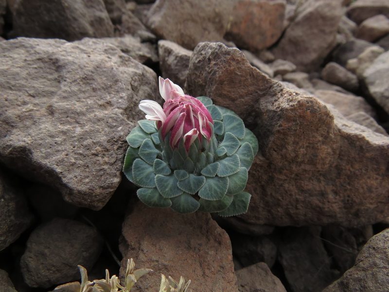 Chaetanthera renifolia, photographed by Nicolás Lavandero