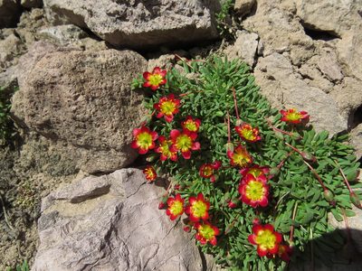 Calandrinia caespitosa, photographed by Nicolás Lavandero