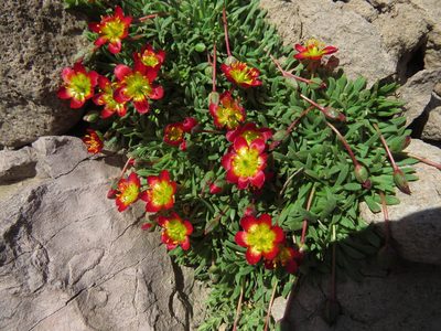 Calandrinia caespitosa, photographed by Nicolás Lavandero