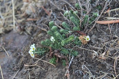 Euploca foliosissima, photographed by Santiago Soto Maurer