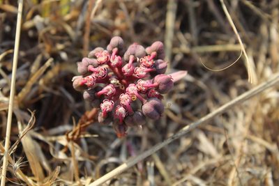 Euphorbia radians, photographed by Santiago Soto Maurer
