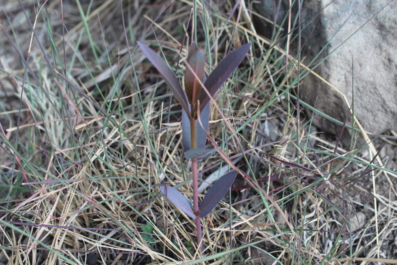 Asclepias glaucescens, photographed by Santiago Soto Maurer