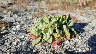 Eriogonum thurberi, photographed by Alan Rockefeller