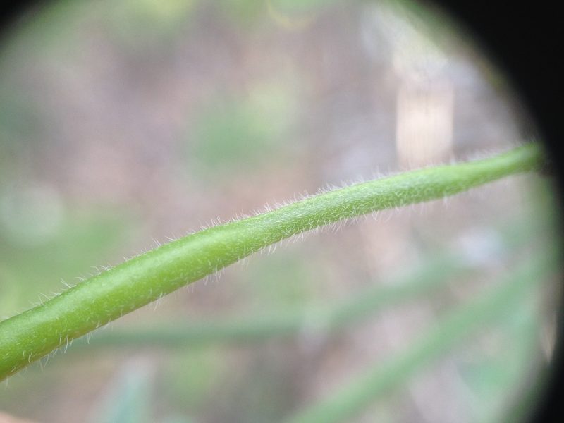 Senna chloroclada, photographed by Étienne Lacroix-Carignan
