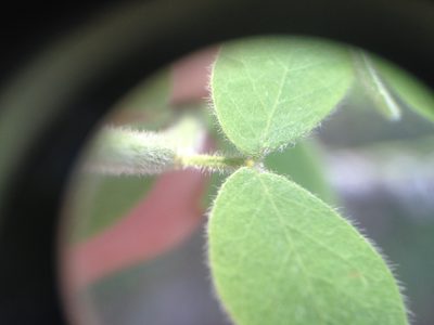 Senna chloroclada, photographed by Étienne Lacroix-Carignan