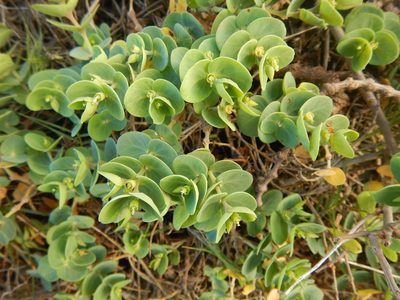 Euphorbia degeneri, photographed by stinger