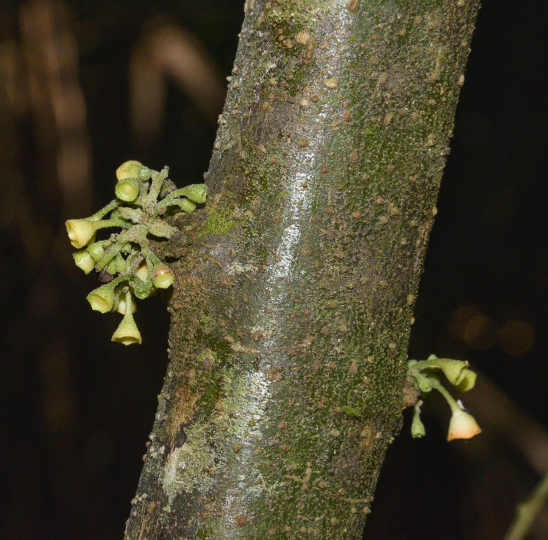 Siparuna gesnerioides, photographed by Don Loarie