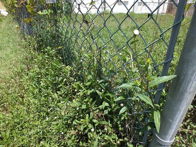 Spilanthes urens, photographed by Lsf