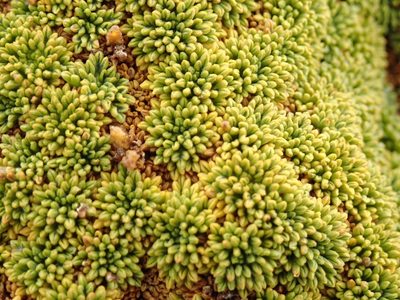 Bolax gummifera, photographed by John Brew