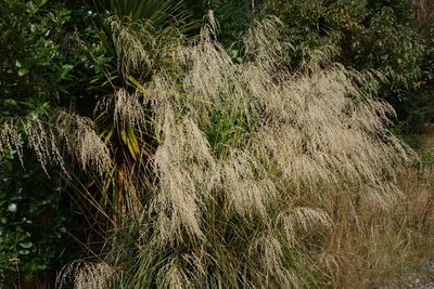 Chionochloa conspicua, photographed by John Barkla