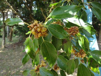 Neolitsea parvigemma, photographed by 呂一起(Lyu yi-chi)