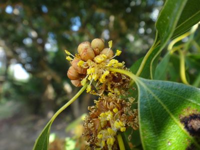 Neolitsea parvigemma, photographed by 呂一起(Lyu yi-chi)