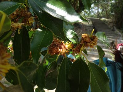 Neolitsea parvigemma, photographed by 呂一起(Lyu yi-chi)